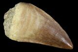 Mosasaur (Prognathodon) Tooth - Morocco #101073-1